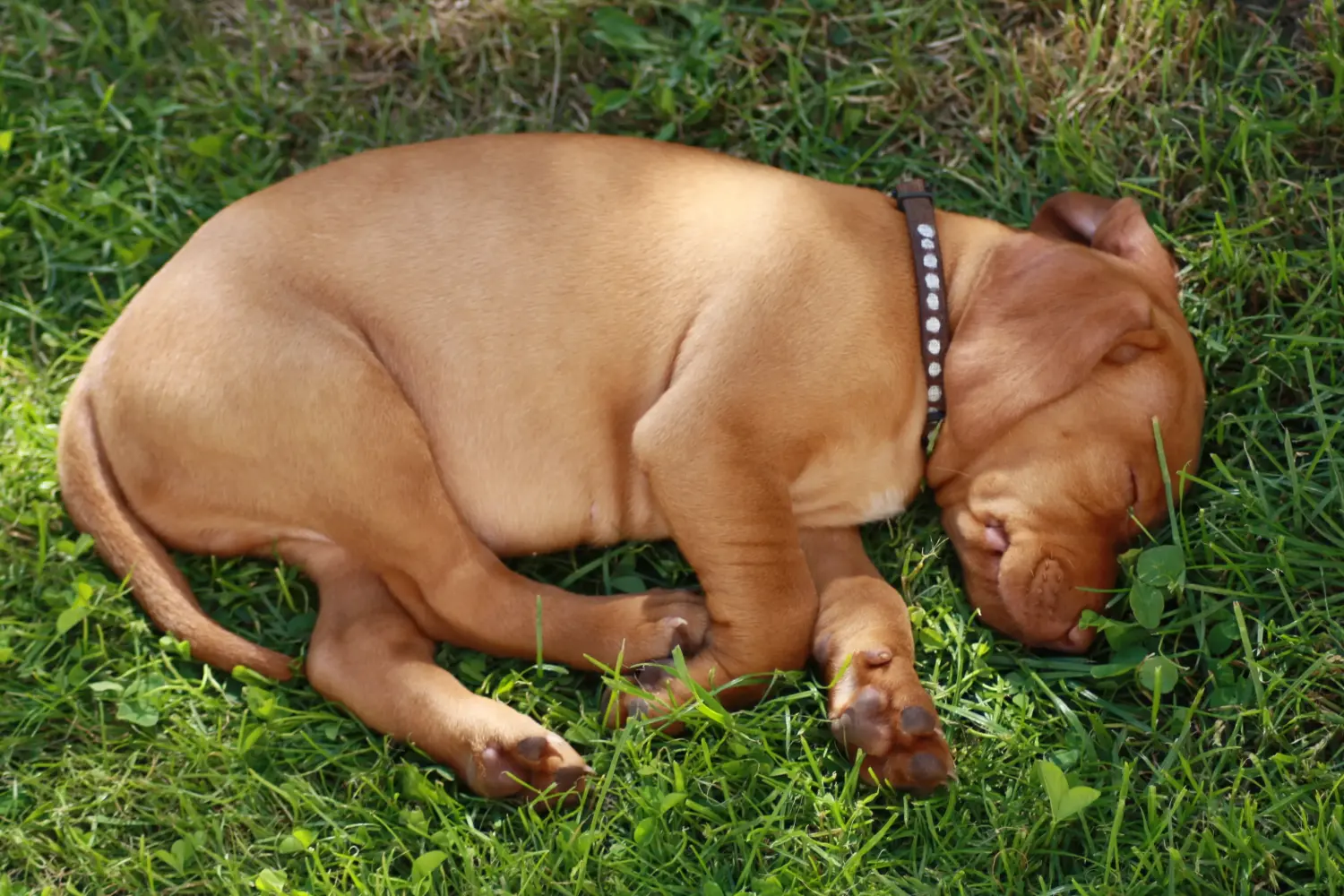 Koupit si štěně magyar vizsly znamená převzít odpovědnost! Prodám štěňata magyar vizsla.