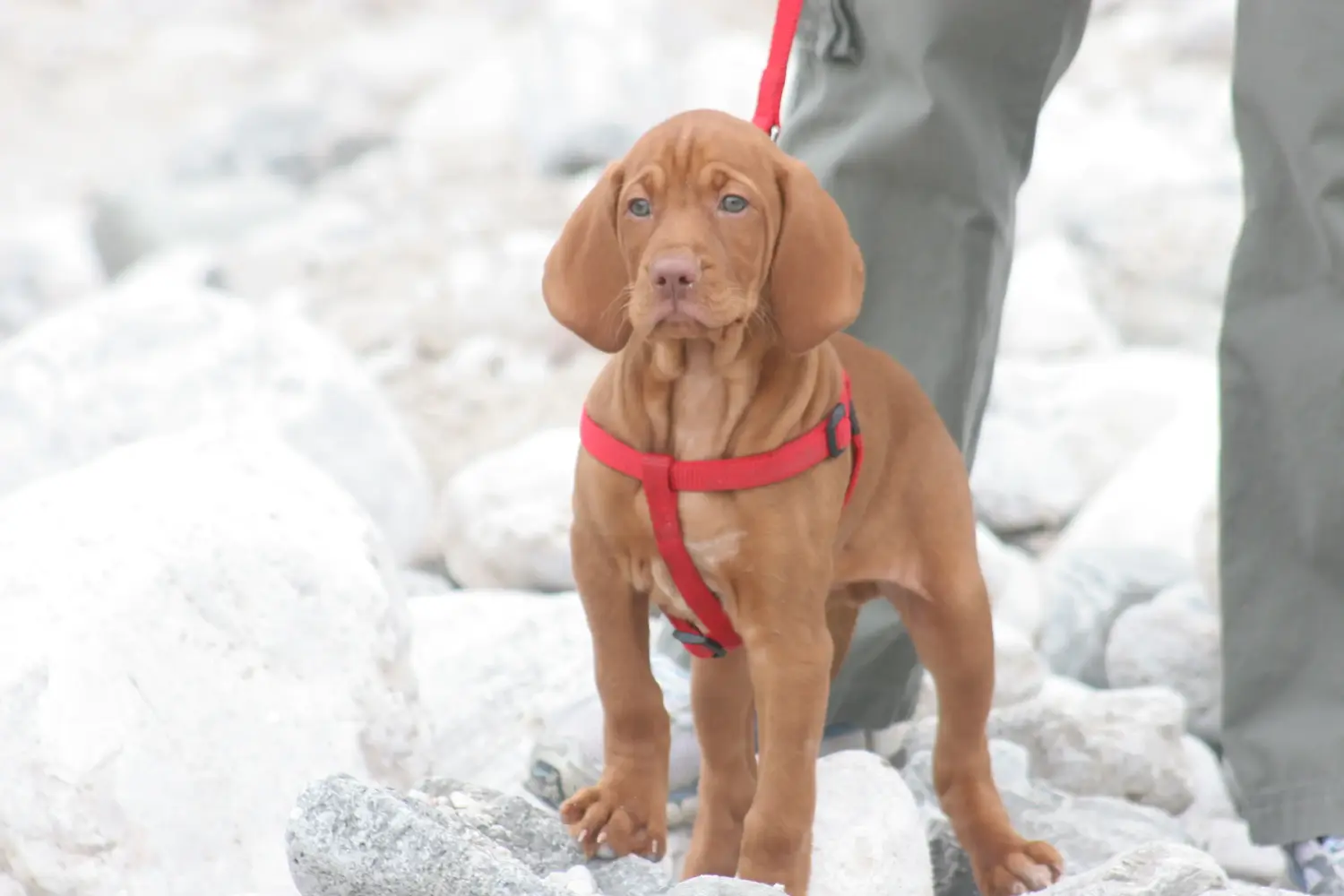 Koupit si štěně magyar vizsly znamená převzít odpovědnost! Prodám štěňata magyar vizsla.