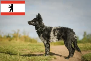 Přečtete si více ze článku Chovatel Mudi a štěňata v Berlíně