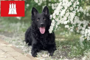 Přečtete si více ze článku Chovatel Mudi a štěňata v Hamburku