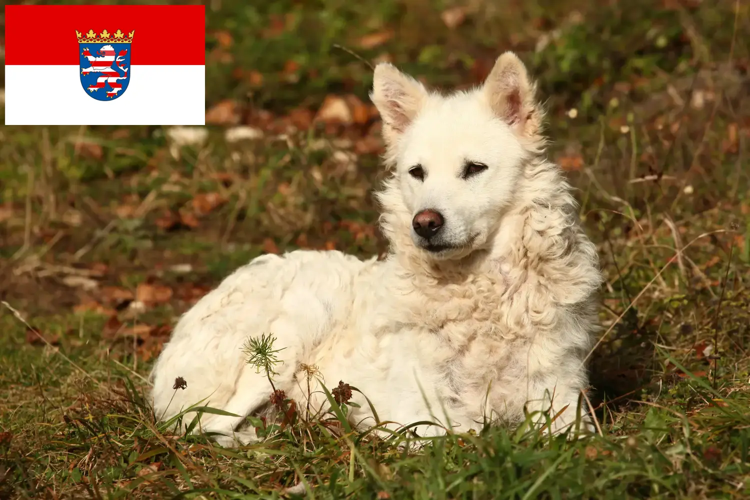 Mudi štěňata a chovatelé Hessen Zde najdete chovatele mudi v Hesensku.