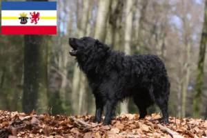 Přečtete si více ze článku Chovatelé mudi a štěňata v Meklenbursku-Předním Pomořansku