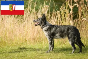 Přečtete si více ze článku Chovatelé mudi a štěňata ve Šlesvicku-Holštýnsku