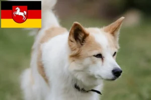 Přečtete si více ze článku Chovatelé norrbottenspitzů a štěňat v Dolním Sasku