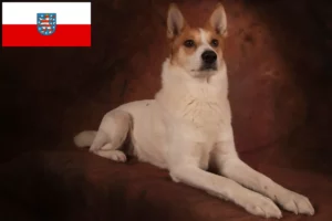 Přečtete si více ze článku Chovatelé norrbottenspitzů a štěňat v Durynsku