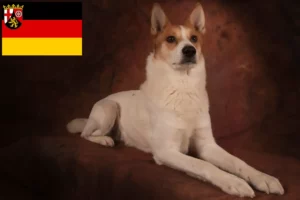 Přečtete si více ze článku Chovatelé norrbottenspitzů a štěňat v Porýní-Falci