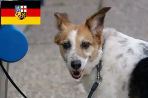 Přečtete si více ze článku Chovatelé norrbottenspitzů a štěňat v Sársku