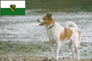 Přečtete si více ze článku Chovatelé norrbottenspitzů a štěňat v Sasku