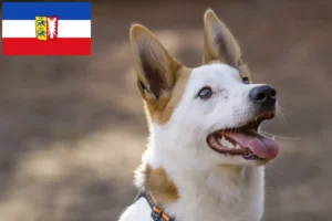 Přečtete si více ze článku Chovatelé norrbottenspitzů a štěňat ve Šlesvicku-Holštýnsku