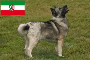 Přečtete si více ze článku Chovatelé norských buhundů a štěňat v Severním Porýní-Vestfálsku