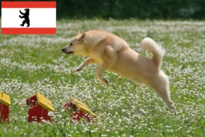 Přečtete si více ze článku Chovatel norských buhundů a štěňat v Berlíně