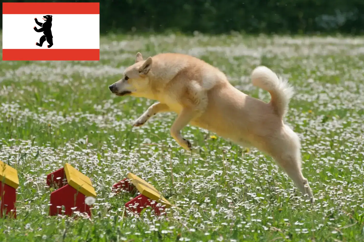 Štěňata norského buhunda a chovatel Berlín Zde najdete chovatele norských buhundů v Berlíně.