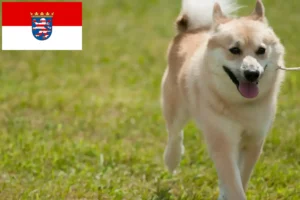 Přečtete si více ze článku Chovatelé norských buhundů a štěňat v Hesensku