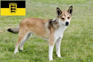 Přečtete si více ze článku Chovatelé norských lundehundů a štěňata v Bádensku-Württembersku