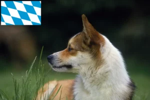 Přečtete si více ze článku Chovatelé norských lundehundů a štěňat v Bavorsku