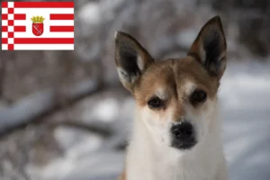 Přečtete si více ze článku Chovatel norských lundehundů a štěňat v Brémách