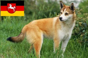 Přečtete si více ze článku Chovatelé norských lundehundů a štěňat v Dolním Sasku