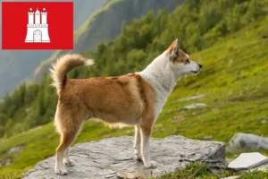 Přečtete si více ze článku Chovatel norských lundehundů a štěňat v Hamburku