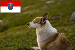 Přečtete si více ze článku Chovatelé norských lundehundů a štěňat v Hesensku