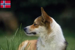Přečtete si více ze článku Chovatelé norských lundehundů a štěňata v Norsku