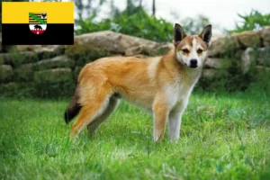 Přečtete si více ze článku Chovatelé norských lundehundů a štěňat v Sasku-Anhaltsku