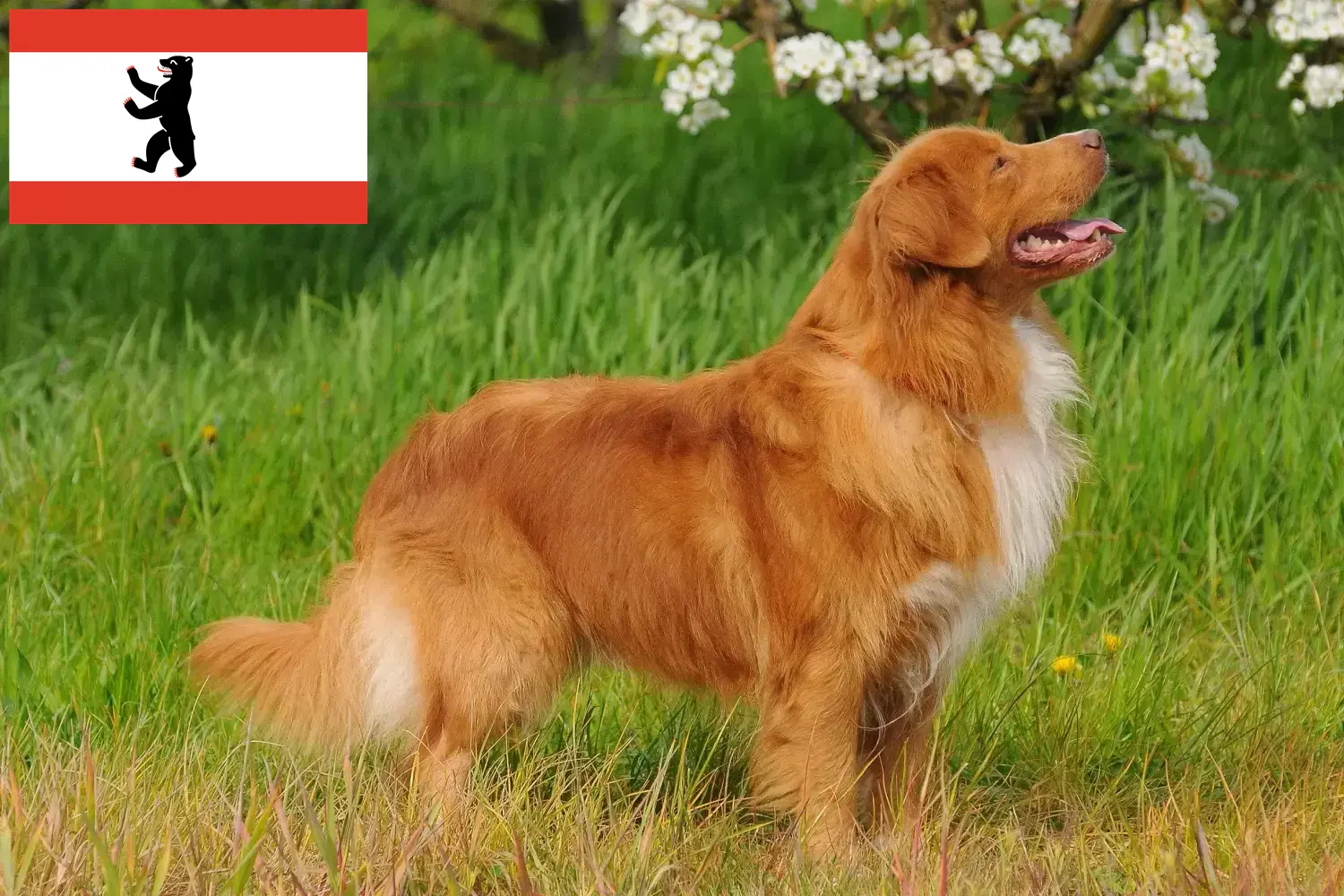 Nové Skotsko Duck Tolling Retriever štěňata a chovatelé Berlin Najděte Nova Scotia Duck Tolling Retriever chovatele v Berlin.