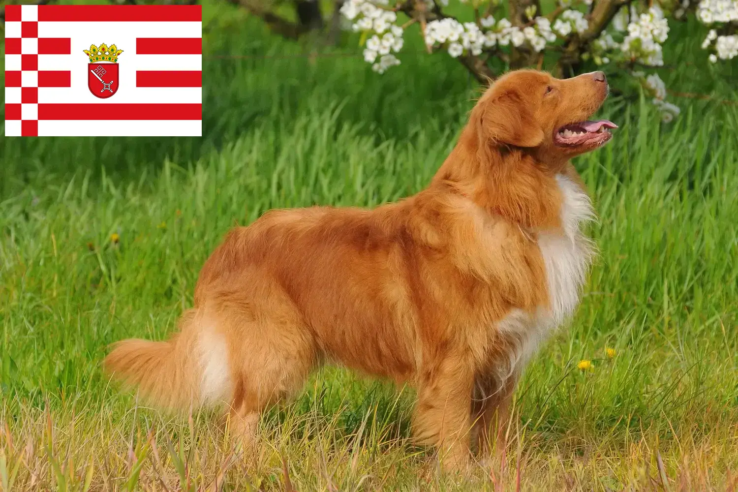 Nové Skotsko Duck Tolling Retriever štěňata a chovatelé Bremen Najděte Nova Scotia Duck Tolling Retriever chovatele v Bremen.