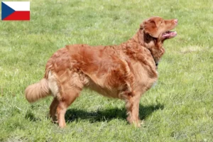 Přečtete si více ze článku Nova Scotia Duck Tolling Retriever chovatelé a štěňata v České republice