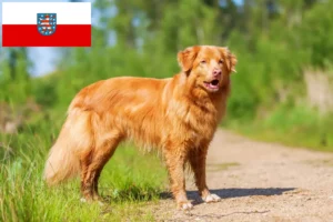 Přečtete si více ze článku Nova Scotia Duck Tolling Retriever chovatelé a štěňata v Durynsku
