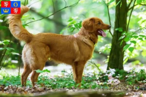 Přečtete si více ze článku Nova Scotia Duck Tolling Retriever chovatelé a štěňata v Hradci Králové