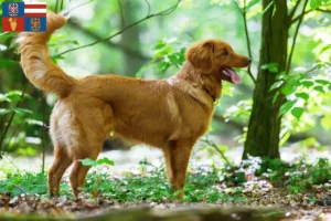 Přečtete si více ze článku Nova Scotia Duck Tolling Retriever chovatelé a štěňata v South Moravia