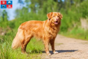 Přečtete si více ze článku Nova Scotia Duck Tolling Retriever chovatelé a štěňata v Karlových Varech