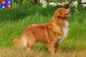 Přečtete si více ze článku Nova Scotia Duck Tolling Retriever chovatelé a štěňata v Liberci