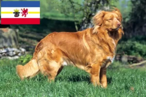 Přečtete si více ze článku Nova Scotia Duck Tolling Retriever chovatelé a štěňata v Meklenbursku-Předním Pomořansku