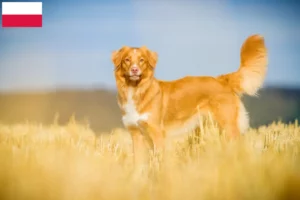 Přečtete si více ze článku Nova Scotia Duck Tolling Retriever chovatelé a štěňata v Polsku
