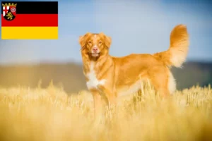 Přečtete si více ze článku Nova Scotia Duck Tolling Retriever chovatelé a štěňata v Porýní-Falcku