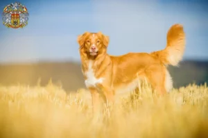 Přečtete si více ze článku Nova Scotia Duck Tolling Retriever chovatelé a štěňata v Praze