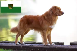 Přečtete si více ze článku Nova Scotia Duck Tolling Retriever chovatelé a štěňata v Sasku