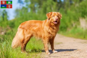Přečtete si více ze článku Nova Scotia Duck Tolling Retriever chovatelé a štěňata v Ústí