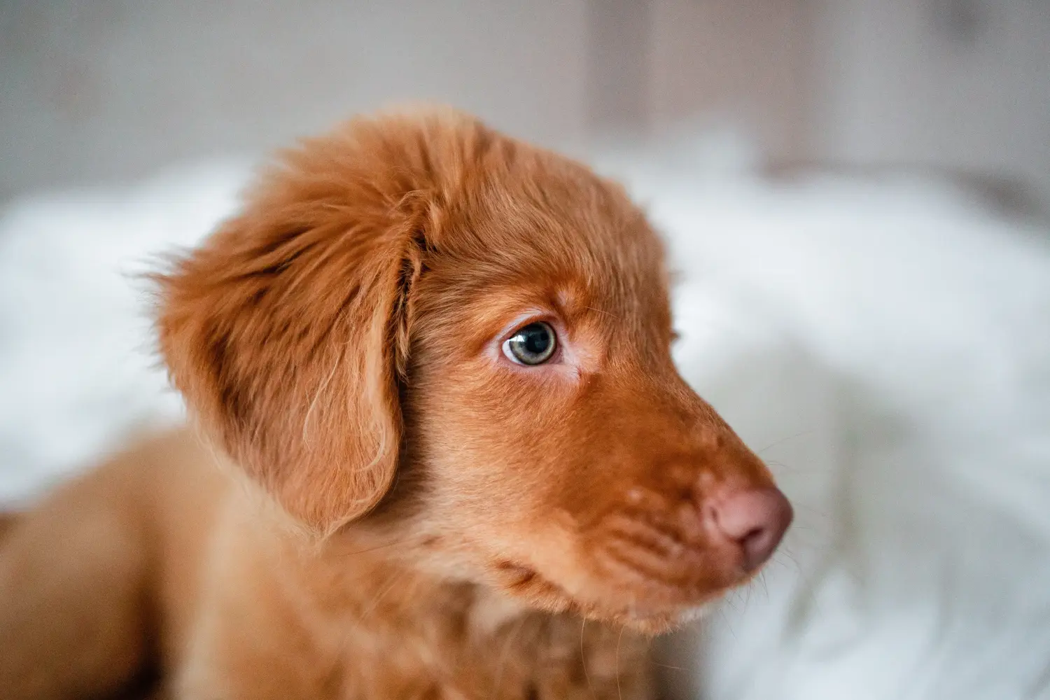 Pořídit si štěně Nova Scotia Duck Tolling Retriever znamená převzít odpovědnost! Prodám štěňata Nova Scotia Duck Tolling Retriever.