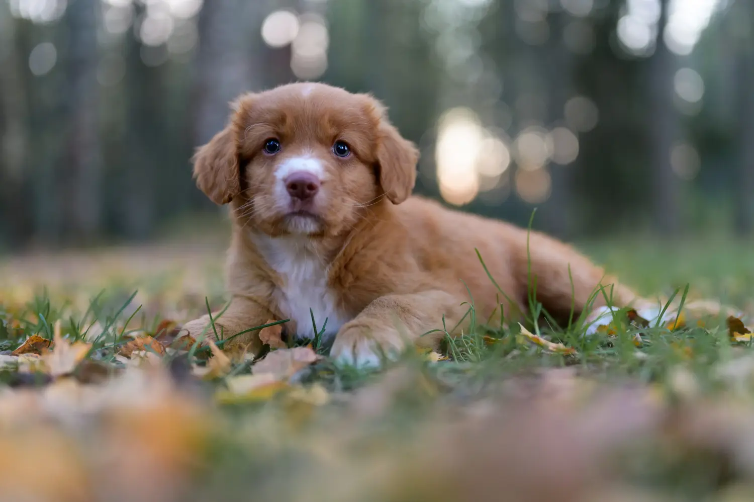Pořídit si štěně Nova Scotia Duck Tolling Retriever znamená převzít odpovědnost! Prodám štěňata Nova Scotia Duck Tolling Retriever.