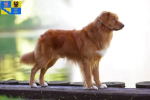 Přečtete si více ze článku Nova Scotia Duck Tolling Retriever chovatelé a štěňata v Olomouci