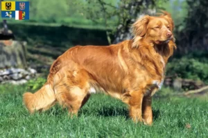 Přečtete si více ze článku Nova Scotia Duck Tolling Retriever chovatelé a štěňata v Moravskoslezsku