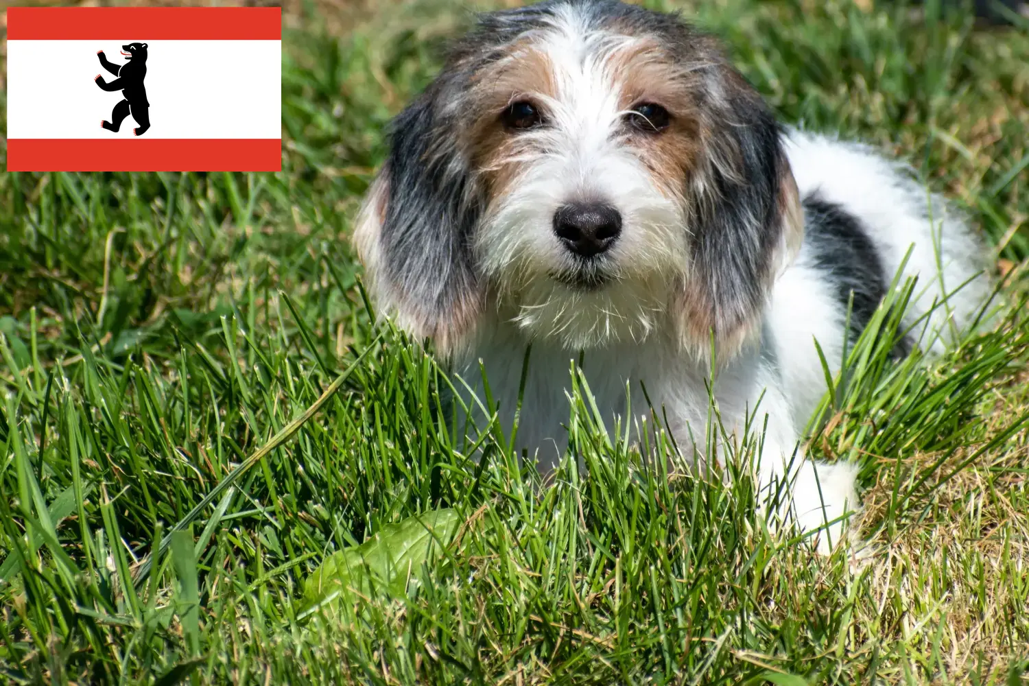 Petit Basset Griffon Vendéen štěňata a chovatelé Berlín Najděte chovatele plemene Petit Basset Griffon Vendéens v Berlíně.