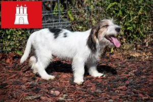 Přečtete si více ze článku Petit Basset Griffon Vendéen chovatelé a štěňata v Hamburku