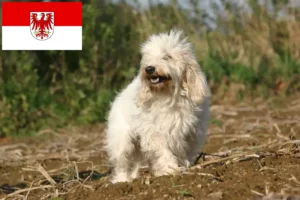 Přečtete si více ze článku Petit Basset Griffon Vendéen chovatelé a štěňata v Brandenburgu