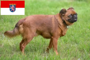Přečtete si více ze článku Chovatelé a štěňata Petit Brabançon v Hesensku