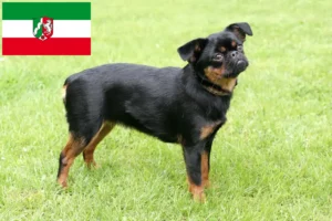 Přečtete si více ze článku Chovatelé a štěňata Petit Brabançon v Severním Porýní-Vestfálsku