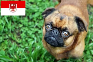 Přečtete si více ze článku Chovatelé a štěňata Petit Brabançon v Brandenburgu