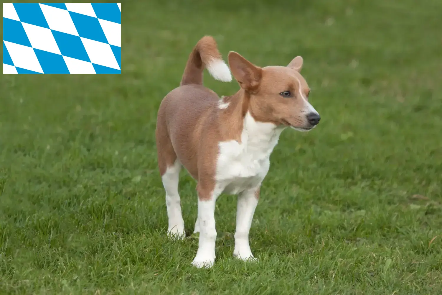 Podenco štěňata a chovatelé Bavorsko Zde najdete chovatele plemene Podencos v Bavorsku.